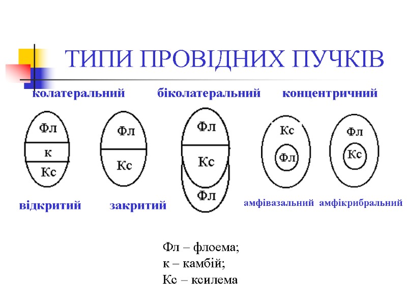ТИПИ ПРОВІДНИХ ПУЧКІВ відкритий        закритий  біколатеральний